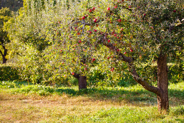 apple orchard with ripe apples. Apple garden in sunny summer or autumn day. Countryside