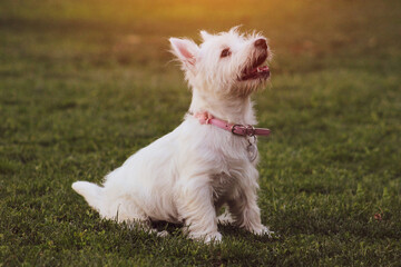 Cachorro westie paseando en el parque al atardecer.