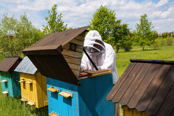 Carpathian honey bee. Colonies bees on the frame of honeycombs. Beekeeper on apiary. Wooden hives....