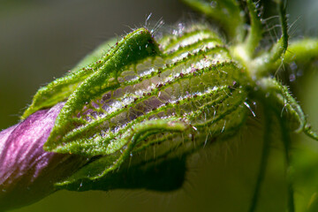 Allphotokz Flowers 20140818 1112 5DM3 S