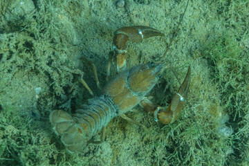 crayfish at the bottom of a lake in green water