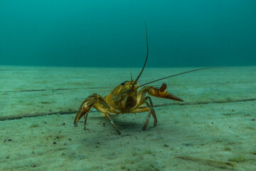 crayfish on a wooden platform by a lake
