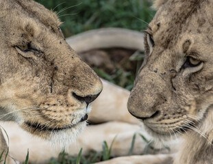 Lions Head at close up