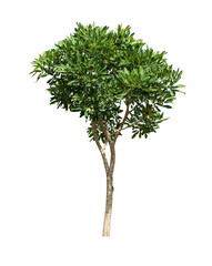 tree isolated on white background