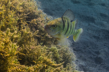 Small perch looks in a lake while diving