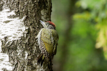 Junger Grünspecht