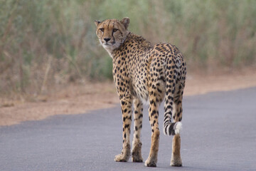 Cheetah closeup (Acinonyx jubatus) standing in the road in Kruger, South Africa with bokeh