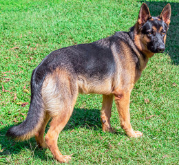 An imposing German Shepherd