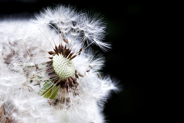 head of a dandelion on a black background with partially blown seeds