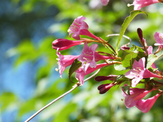pink  flowers