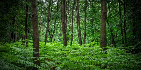 Fotobehang Groen wooded landscape with ferns and trees  © tiero