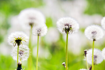 Numerous dandelion heads against a green summer meadow on a clear day
