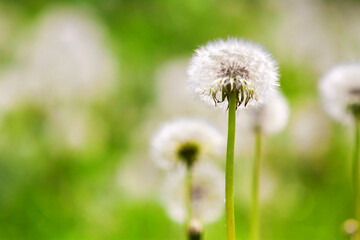 Dandelion heads closeup on a green summer meadow on a clear day