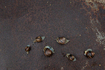 a few snails sitting on the metal surface after rain