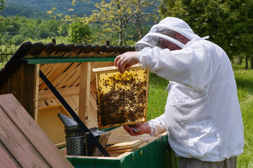 Honey bees on the frame of honeycombs. Beekeeper on apiary. Pretty wooden hives. Beautiful spring day.