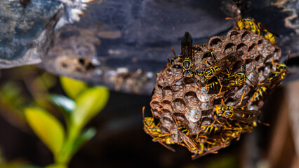 A Close Up of a Wasp Hive Structure
