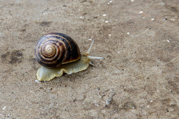 big grape snail closeup is crawling on the surface