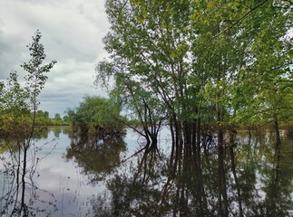 Obraz premium flooded riverbank with trees in the water after a flood against a cloudy sky