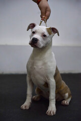 Obraz premium American Staffordshire Terrier puppy