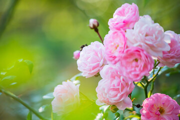 Beautiful pink roses flower in the garden
