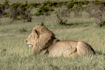 Wild Life
