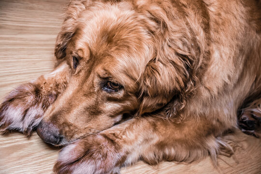 Sad Golden Retriever