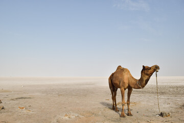A camel for tourist attraction, White desert at Kutch, Gujarat India