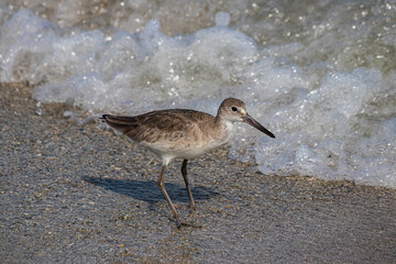 Sea Dunlin Fishing