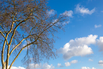 Tree with bare branches in winter against blue sky with fluffy clouds, on a sunny day.