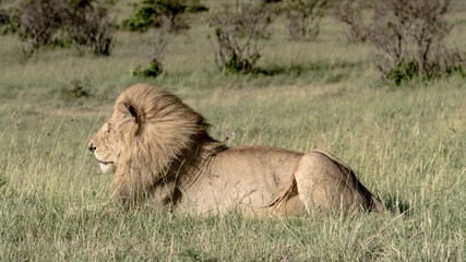 A Male Lion in Masai Mara