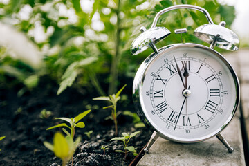 Clock and seedling, the concept of planting plants in spring. Work in the spring garden