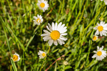Fototapeta premium Wild camomile daisy flowers growing on green meadow