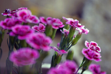 Pinke Blumen im Topf