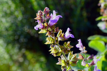 Salbei Blüte im Garten