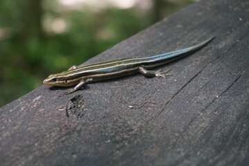 Blue Tail Lizard, five line lizard, found on a piece of wood in the Everglades, Florida.