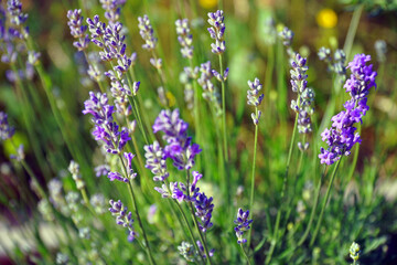 Blühender echter Lavendel im Frühjahr