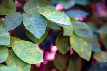 Grüne Blätter im Wald © Katja