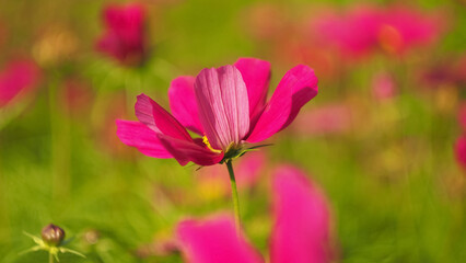 Pink Cosmos flower close-up on a blurred bokeh background