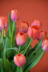 Bouquet of red tulips arranged against a burnt orange background. Soft focus background image of tulip flowers in a salmon pink color.