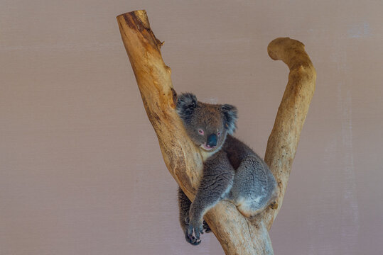Koala on a tree trunk at Cleland wildlife park near Adelaide, Australia