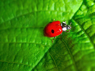 Red Ladybug on a green leaf close-up, selective focus, defocused blurred background. Beautiful insect Lady bird or Lady beetle macro photography wallpaper. 