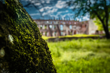 Moss on a tree against the backdrop of the castle complex in Krupem.