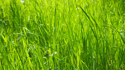 Fresh green grass background. Grass texture. Bright green grass on a sunny summer day. Beautiful tall grass in the morning sun close-up.