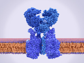 The angiotensin converting enzyme 2  on the surface of a human cell - obrazy, fototapety, plakaty