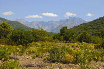 végétation de buissons, arbres et arbustes du maquis corse à l'avant de montagnes  et petits nuages blancs sur ciel bleu