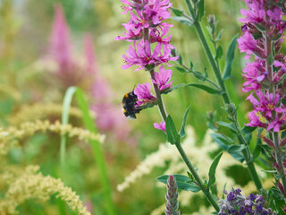 Bumblebee on a flower Lythrum salicaria or Purple Loosestrife close-up with blurred background. Wildflowers and herbs on a summer day.
