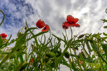 The red flower of the wild poppy stands among the other unblown flowers in the meadow. The first blossoming flower is a view from below against the blue sky.