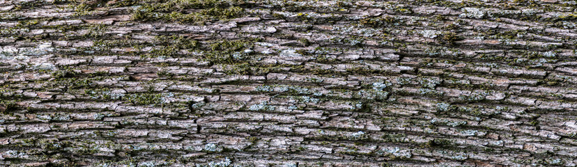 Panoramic abstract background. Relief texture of the gray bark of a tree with moss. 