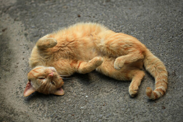 Portrait of red wild cat