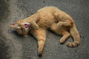 Portrait of red wild cat